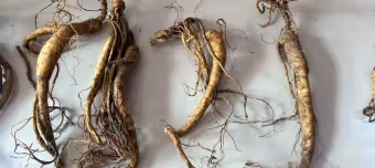 женьшень настоящий семейства Аралиевые