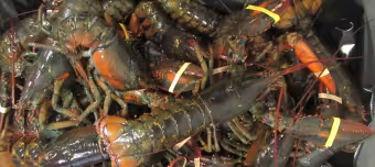 Омары рода Homarinus