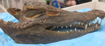 Высушенная голова крокодила