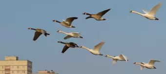 Летят гуси лебеди