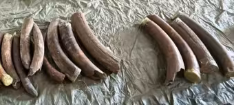 Бивни мамонта