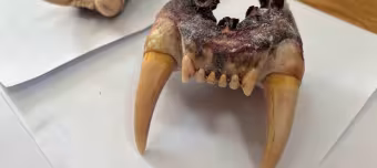 Челюсти амурского тигра