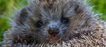 Африканский ёж