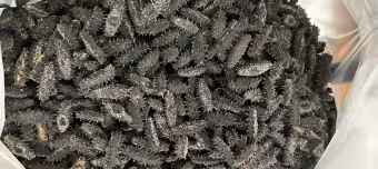 Трепанг дальневосточный