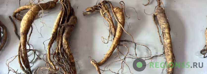 женьшень настоящий семейства Аралиевые