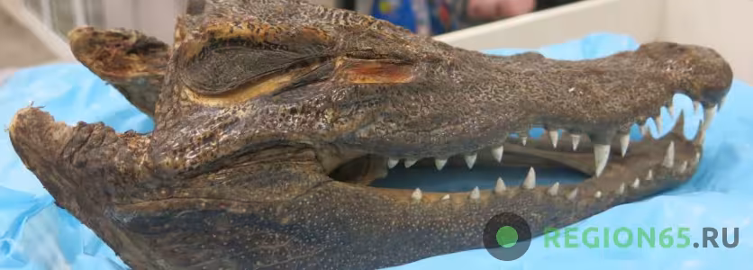 Высушенная голова крокодила