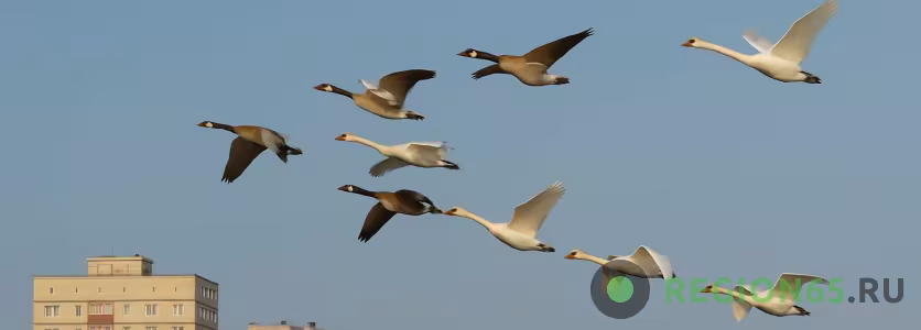 Летят гуси лебеди