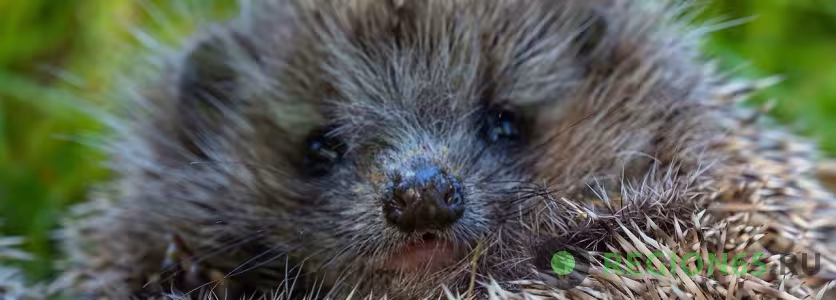 Африканский ёж