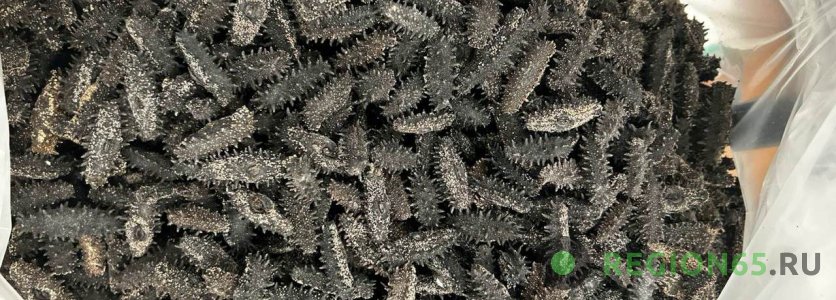 Трепанг дальневосточный